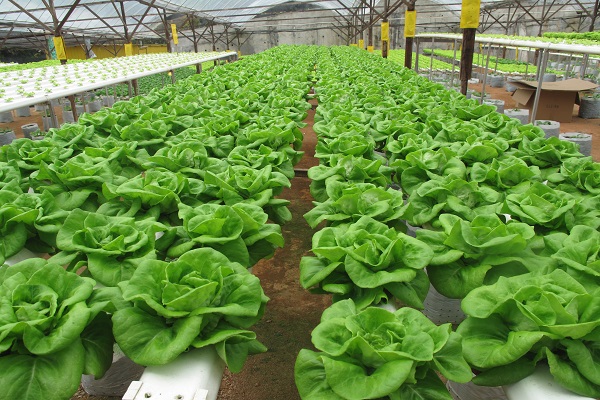 Harga Borong Sayur Tak Banyak Berubah, Ada Pihak Ambil Kesempatan 