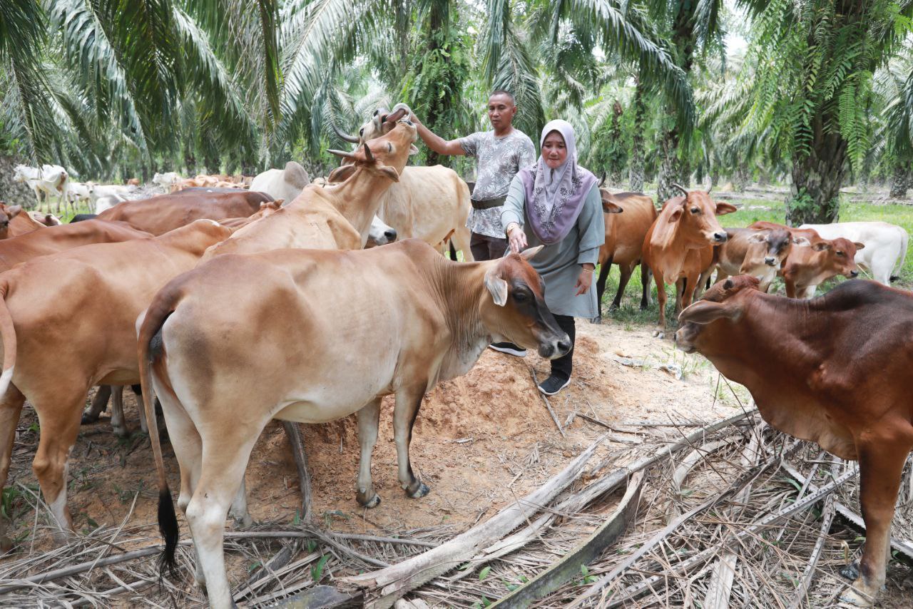 ternak lembu dalam kebun sawit