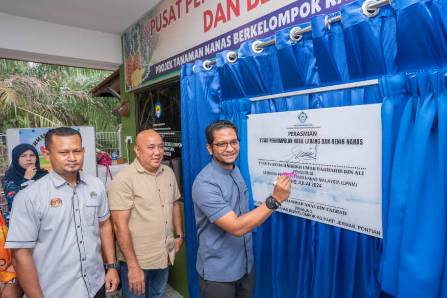Johor catat peningkatan ketara jumlah penanam nanas – Pengerusi LPNM